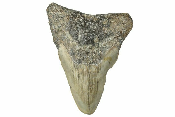 Bargain, Juvenile Megalodon Tooth - North Carolina #297265
